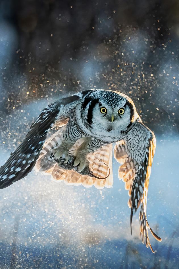 Wild Winter