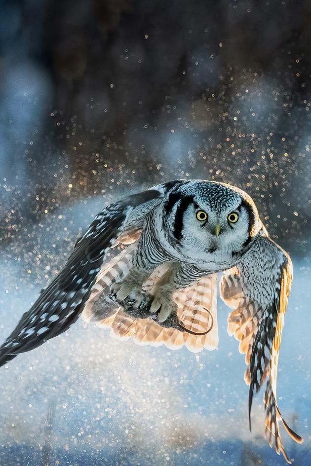 Wild Winter