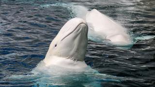 Adaptation Adaptation