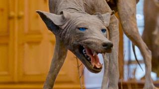 Texas Chupacabra Texas Chupacabra