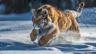 Predation