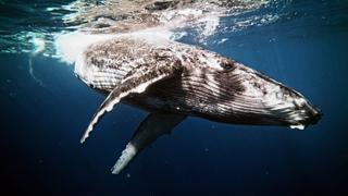 The UnBelievable With Dan Aykroyd