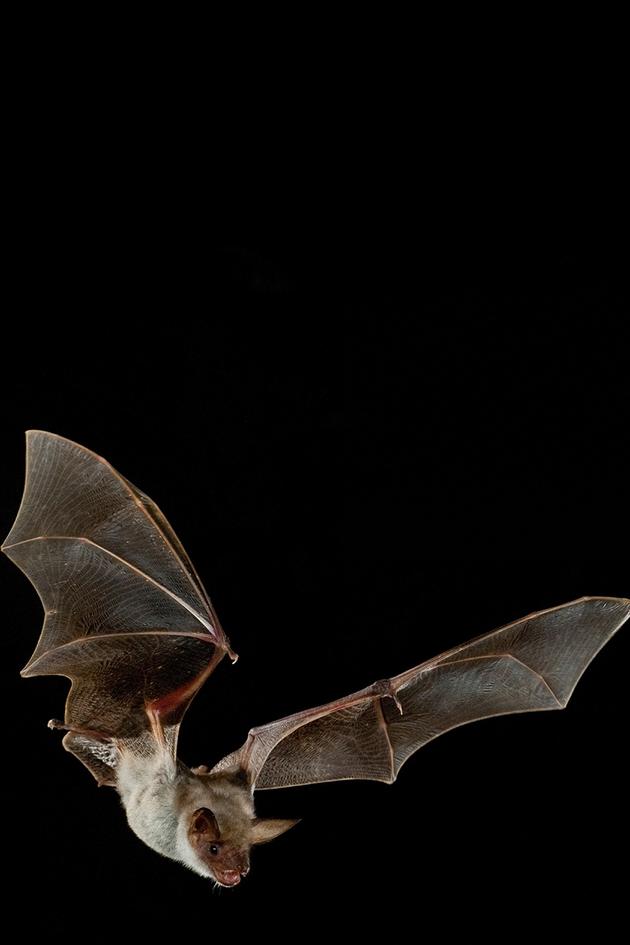 The Secret Life of Bats