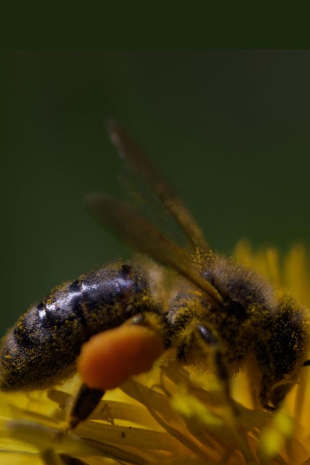 In The Land of The Black Bee