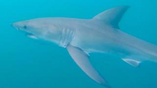 Work on the Wild Side