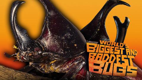 World's Biggest and Baddest Bugs