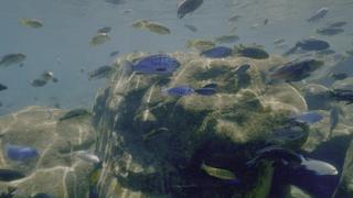 Secrets of the Enchanted Waters
