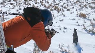 Crash, Collar, and Capture