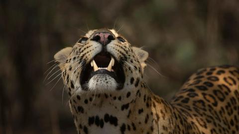 Leopard Dynasty: The Rise of Rana
