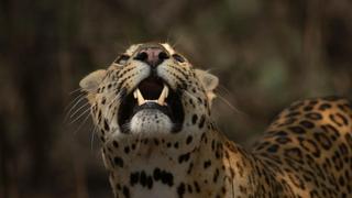 Leopard Dynasty: The Rise of Rana