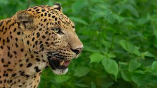 Leopard Dynasty: The Rise of Rana