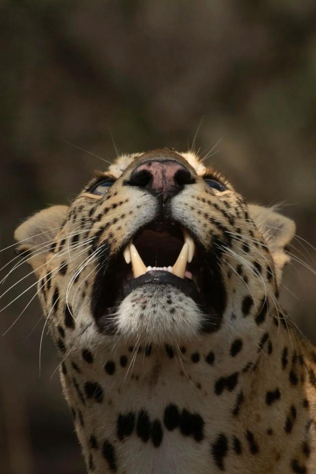 Leopard Dynasty: The Rise of Rana