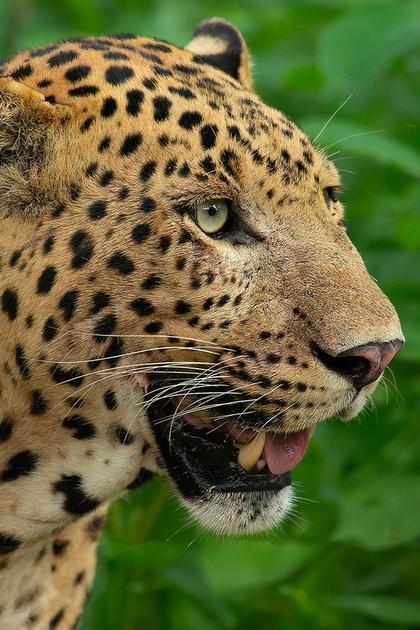 Leopard Dynasty: The Rise of Rana