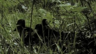 Wild No More (Pt. 2) Wild No More (Pt. 2)