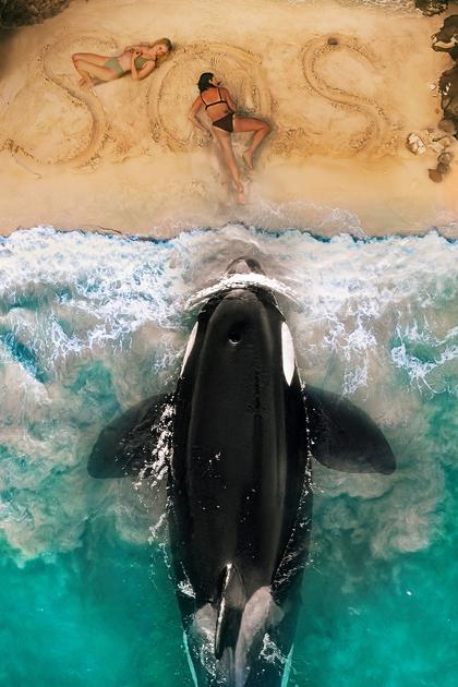 Killer Whale