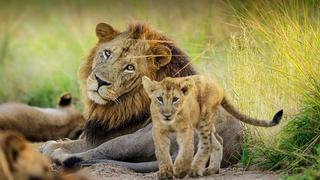 Planet Earth: Kingdom