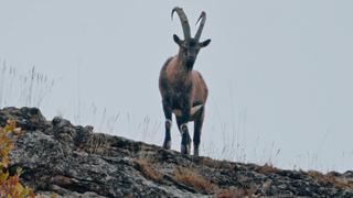 Hard Truths of Conservation