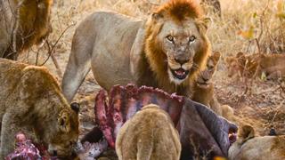 Hard Truths of Conservation