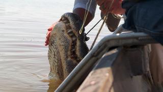 Hunt for the Crocogator