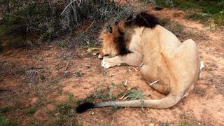 Danger in South Africa Danger in South Africa