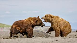 The Bear