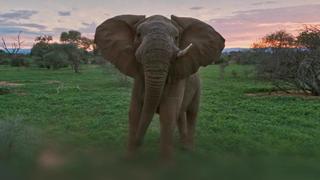 Elephant in the Room