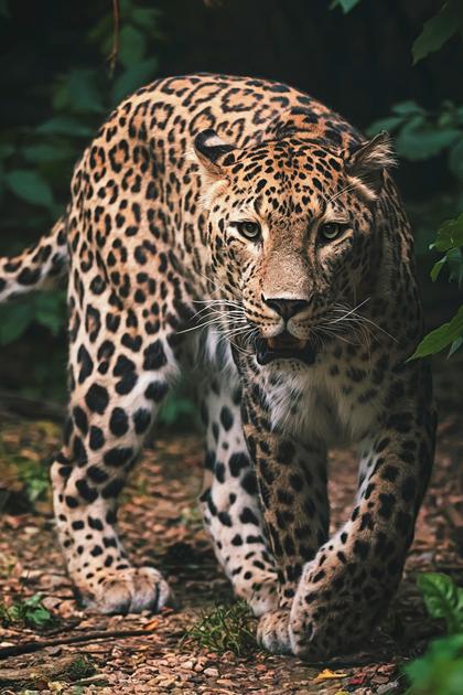 Adventures in Conservation: Snow Leopards