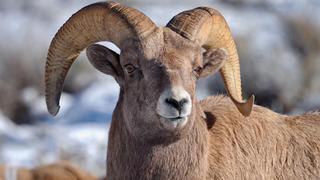 Big Horn Dilemma Big Horn Dilemma