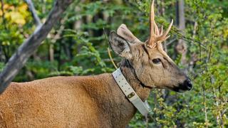 Argentina's Lost Deer Argentina's Lost Deer