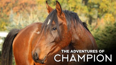 The Adventures of Champion