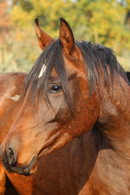 The Adventures of Champion, The Wonder Horse
