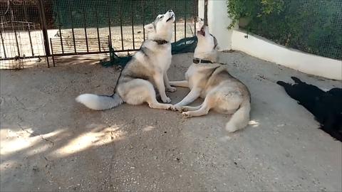 Siblings