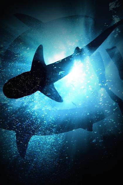 African Shark Safari