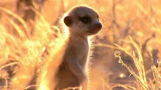 The Good, the Bad and the Desperate