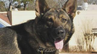 K9 PD With Jim Belushi