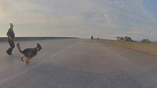 K9 PD With Jim Belushi