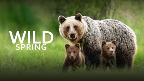 Wild Spring