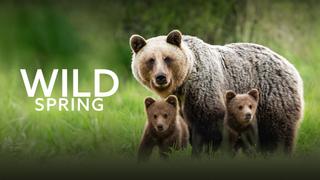 Wild Spring