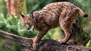 Predation