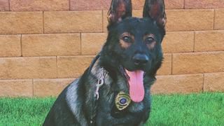 Trust the Dog Trust the Dog