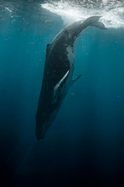 Leviathan: Whale and Man