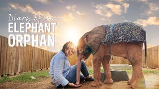  watch Diary of an Elephant Orphan