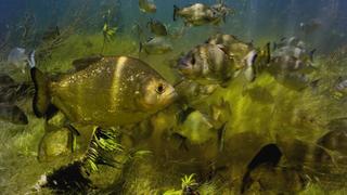 Freshwater Freshwater