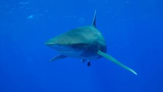 Ocean Deep Ocean Deep