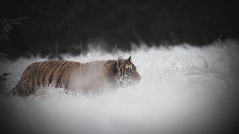 Most Astonishing Creatures
