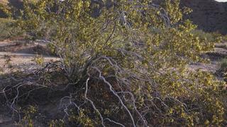 Mexican Goblin, New Mexico Classic UFO, and Half-Human Half-Goat Mystery