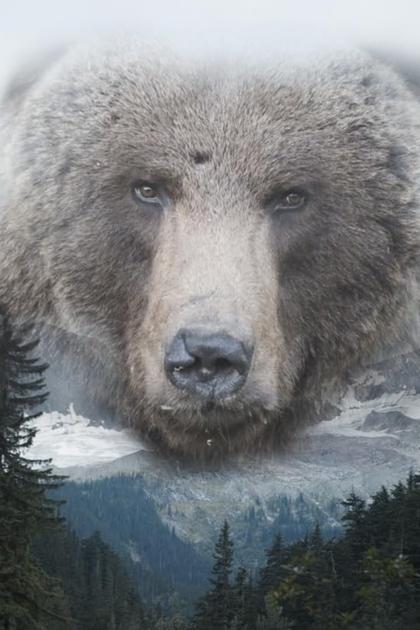 Valley of the Bears