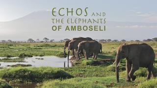 Echo and the Elephants of Amboseli