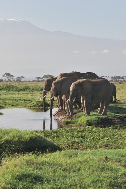 Echo and the Elephants of Amboseli