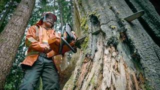 The Last Woodsmen